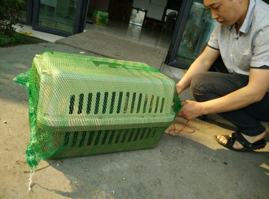 寵物托運如何調整寵物躁動不安心理情況，運輸時需要留意哪一方面的問題那?