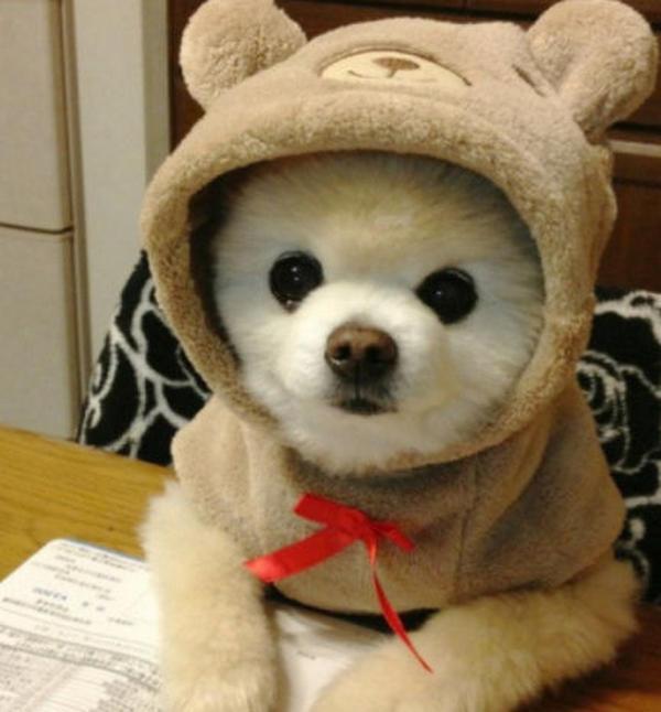 成都寵物空運(yùn)注意事項(xiàng)