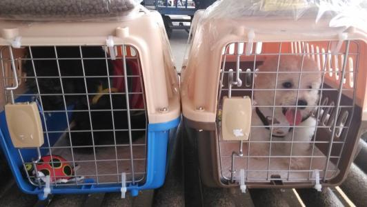 全國任意城市到任意城市寵物空運