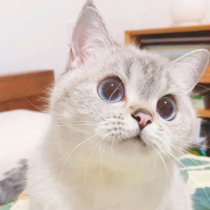 寵物看病貴,“寵物醫療險”要不要買?-成都寵上天寵物托運服務有限公司 寵物看病貴,“寵物醫療險”要不要買?-成都寵上天寵物托運服務有限公司