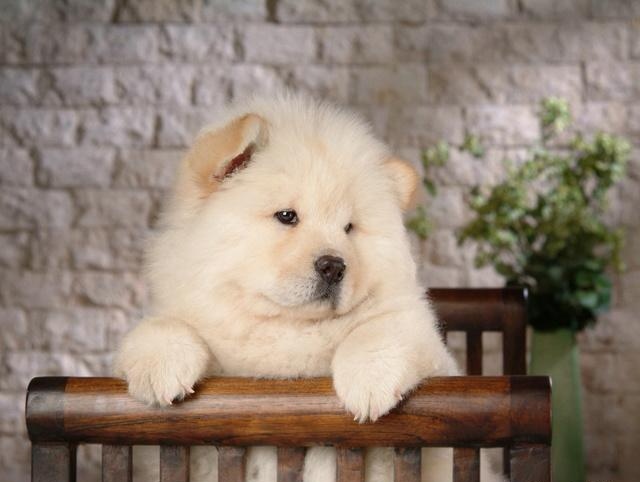 與寵物客艙同行，你準備好了嗎？-成都寵物空運