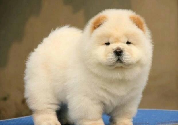 辦展會的也需要面臨幾個問題-成都寵物空運