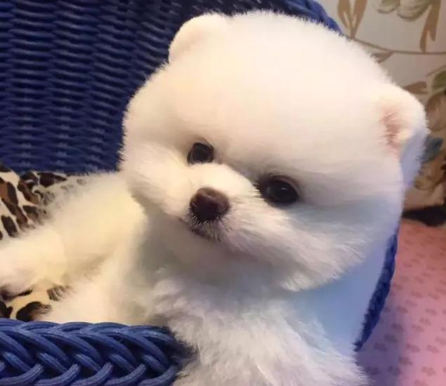 如何規避寵物空運的意外和風險？-成都寵物空運?