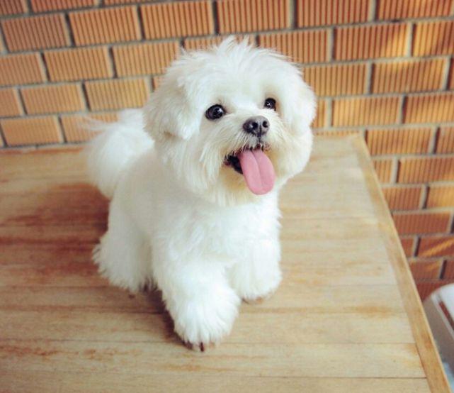 什么情況下寵物會被限制出境？-成都寵物空運